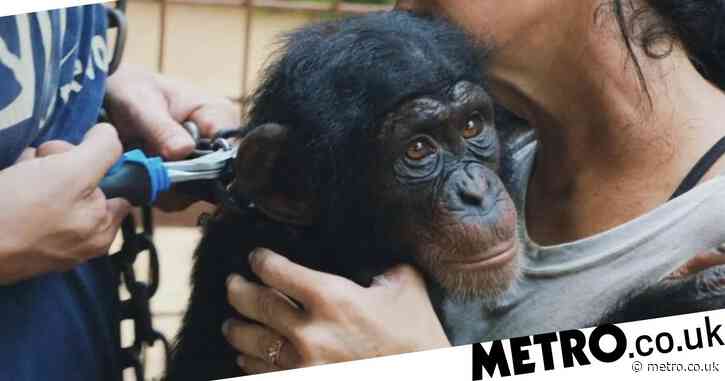 Baby Chimp Rescue leaves viewers heartbroken over death of baby chimp Mira from pneumonia