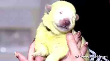 Puppy born with green tint named for Marvel's Incredible Hulk     - CNET