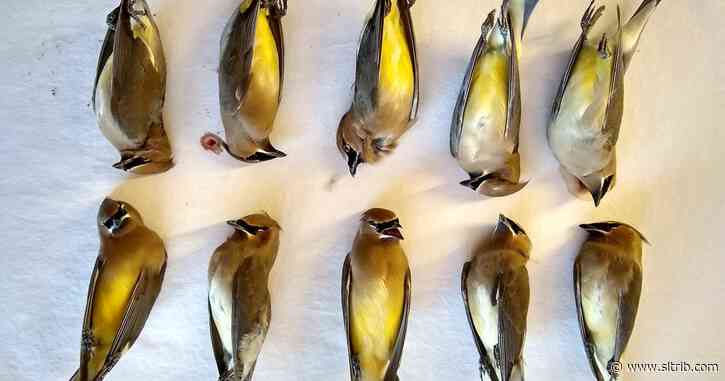 Barbara Brown: Saving birds from human building design flaws