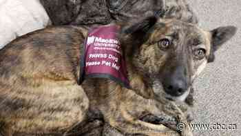 How furry pals at MacEwan University are reducing student stress