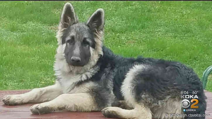 Charges Dismissed Against Fayette County Man Accused Of Killing Neighbor’s Shiloh Shepherd Dog