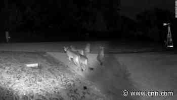 Surveillance video catches rare sight of 5 mountain lions