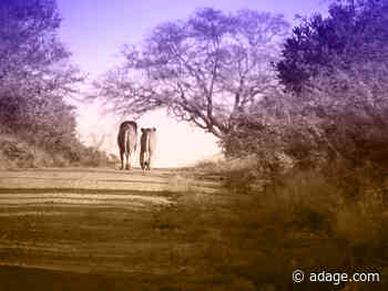 What's ailing Publicis, and NBC's ad plans for streaming service Peacock: Friday Wake-Up Call