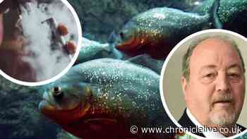 Councillor compares vaping to 'man-eating piranhas'