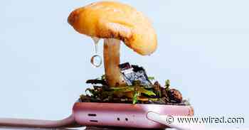 Nature Will Triumph—and Reclaim All Our Gadgets