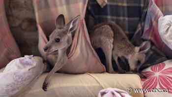 N.S. woman persuades Air Canada to send supplies to help injured Australian wildlife