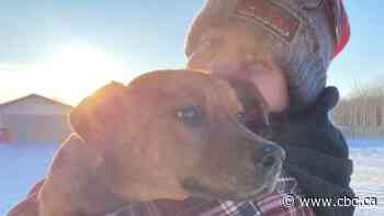 Long hours and full kennels: animal rescues contend with cold dogs