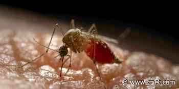 Genetically modified mosquitoes resist all dengue viruses, researchers find     - CNET