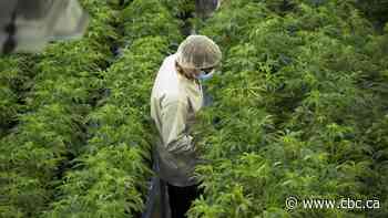 Canopy Growth delaying launch of cannabis-infused drinks