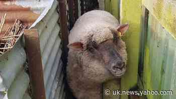 Yum Yum the ‘very fat’ sheep rescued after getting rammed in tight spot