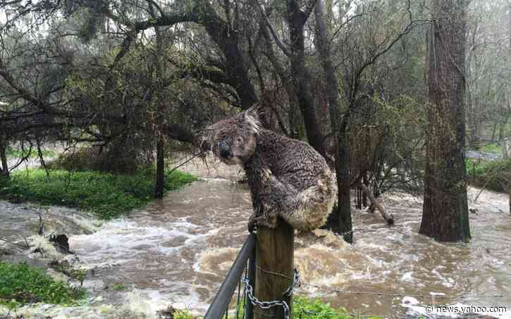 Rain douses some Australian bush fires but flash floods now threaten wildlife