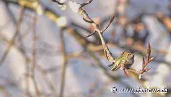 B.C. hummingbirds suffer in frigid weather
