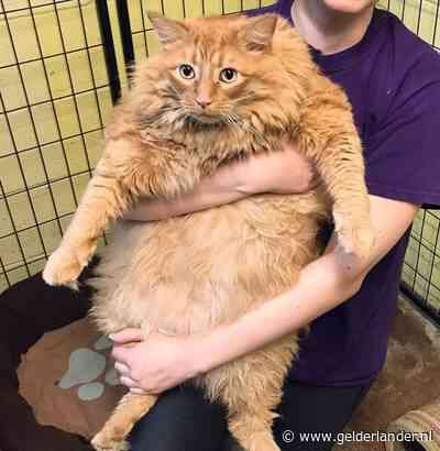 Kat van bijna 16 kilo moet drastisch op dieet: baasje bleef hem maar voeren
