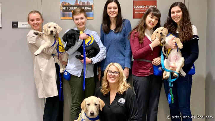 Furry Tails: Canines Go To College