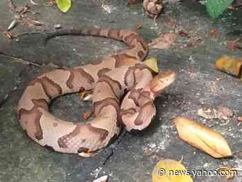 Hunter bitten on head by venomous  snake hanging above him from tree