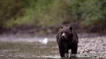 Ontario holding public consultation on making spring bear hunt permanent