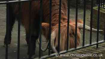 Escaped Highland cow found wandering the streets of Sunderland near to nursing home