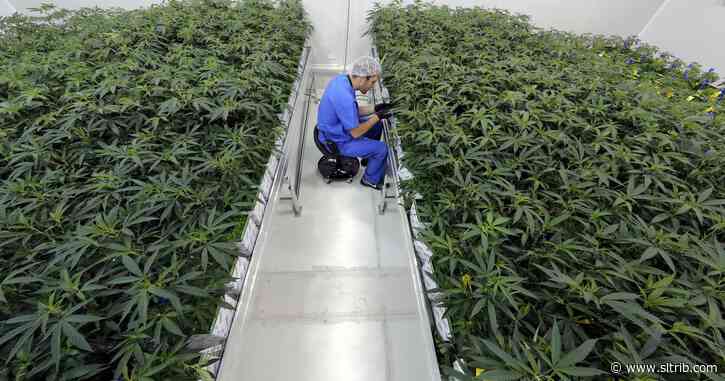 Utah’s next marijuana bill could create an expungement option for past medical cannabis use