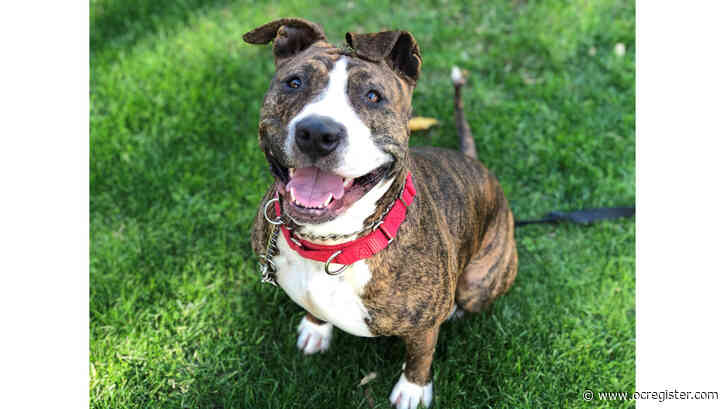 Bull terrier mix Roxy is full of energy