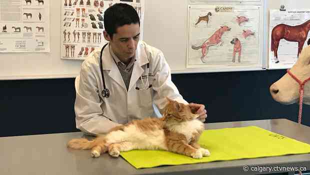 Is your cat in pain? Researchers say its face discloses the extent of its suffering