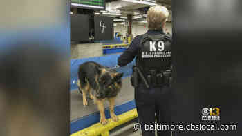 K9 Team Finds Nearly 7 Lbs. of Marijuana At Dulles International Airport