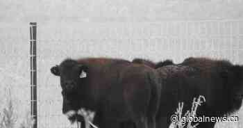 Plains bison return to Saskatoon after more than 100 years
