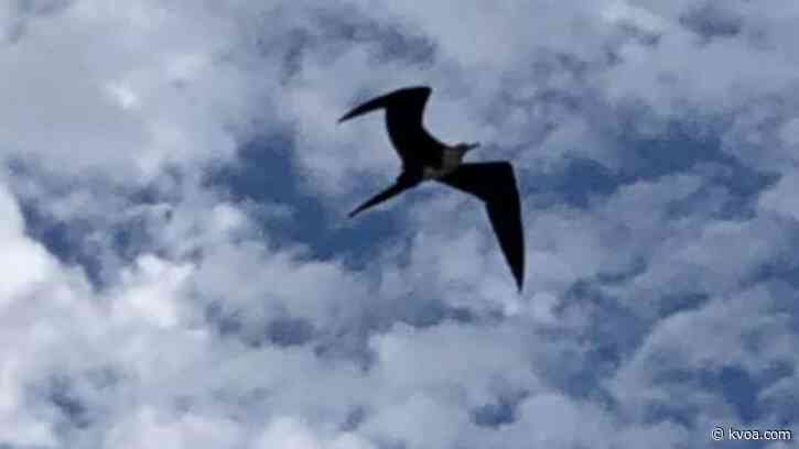 Wings of Willcox kicks off this weekend