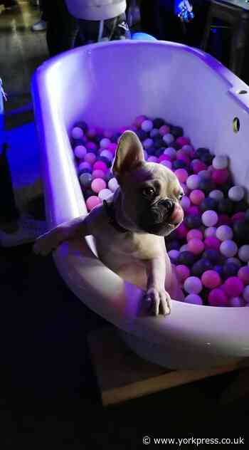 First York pop-up cafe for French Bulldogs and Pugs