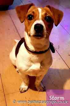 Northern Ireland woman's warning to dog owners after pet dies of rare disease