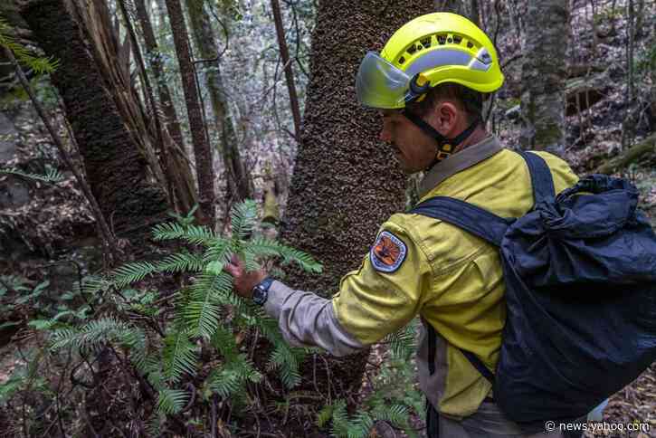 Australia firefighters save world's only rare dinosaur trees