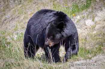 Ontario holding public consultation on making spring bear hunt permanent