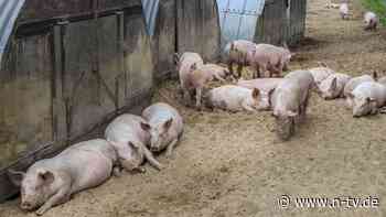 Bauer an Silvester verschwunden: Schweine fressen Besitzer auf