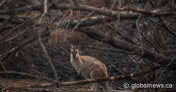 Scientists in Australia search for surviving members of rare species amid wildfires