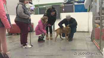 Alberta animal shelter rescues 73 dogs from the cold