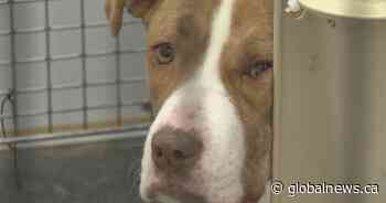 Alberta animal shelter at capacity because of extreme cold weather