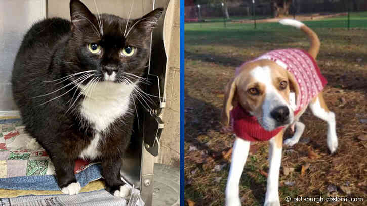Furry Tails: Robin And Daisy Are Waiting For Forever Homes