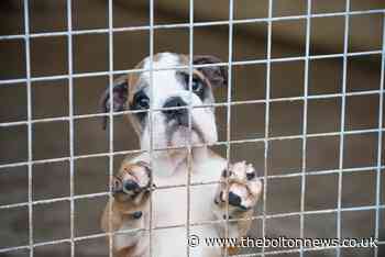 REVEALED: Puppies kept in 'terrible conditions' and so sick they nearly died