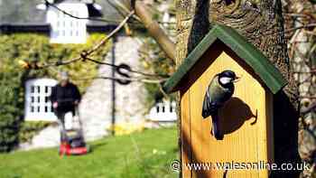 Seven ways you can help breeding birds make their nests