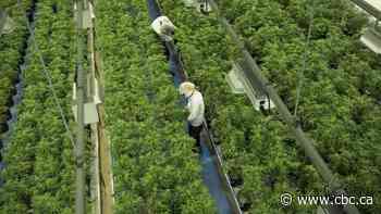 Major Canadian pot companies facing proposed class-action lawsuits in the U.S.