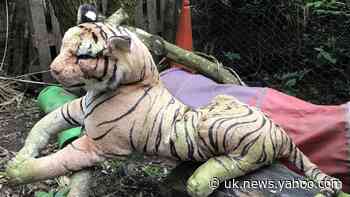 ‘Caged tiger’ among RSPCA’s strangest calls of 2019