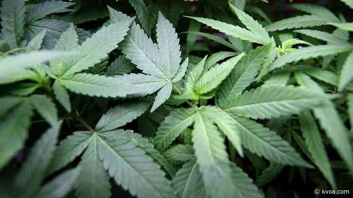 Tests find some early Arizona hemp crops have too much THC