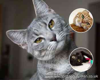 Nominations are now open for the National Cat Awards 2020