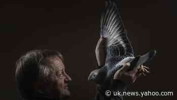 In Pictures: Pigeon fanciers home in on Blackpool for show of the year