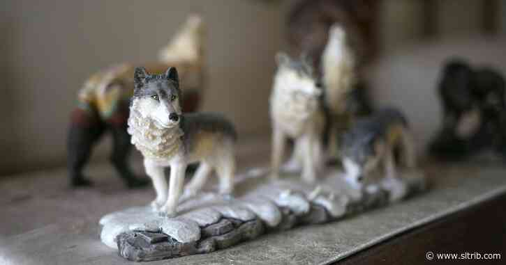 Wolves’ return to Yellowstone recalled on 25th anniversary