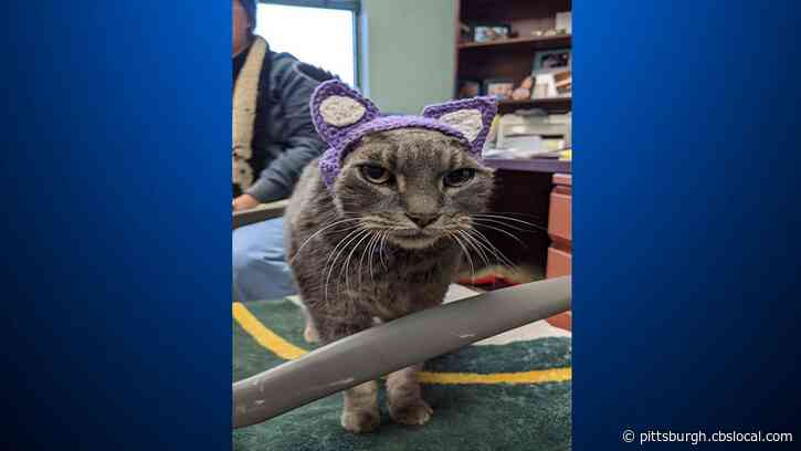 A Stray Cat Without Ears Has A New Set Of Purple Ones, Thanks To An Animal Lover Who Crochets