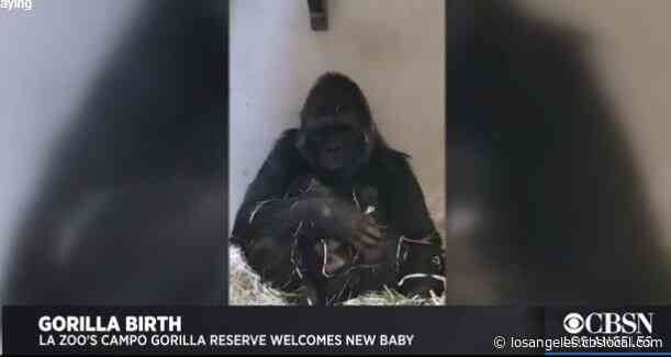 LA Zoo Welcomes Birth Of First Baby Gorilla In Over 20 Years