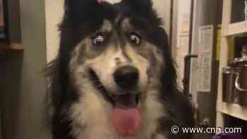 Abandoned husky with 'weird' eyes adopted after photos went viral