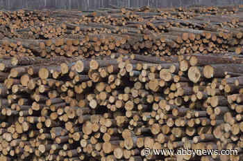 B.C. forest industry grasps for hope amid seven-month strike, shutdowns, changes