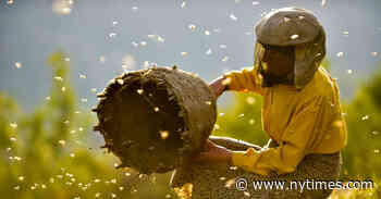 What’s on TV Monday: ‘Honeyland’ and ‘Accept the Call’