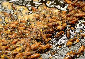 Walkabout: It’s not gross. It’s food fit for the planet’s future